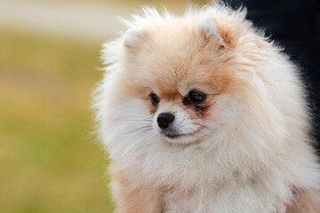 Pomeranian dog portrait