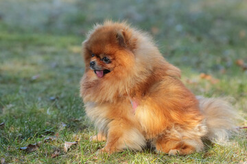 Pomeranian dog portrait