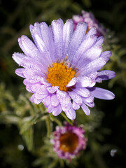 Fototapeta premium A purple flower with a yellow center