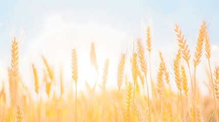 Serene rural scenery with golden wheat fields