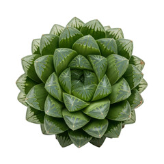 Fototapeta premium Haworthia Cooperi Succulent Plant isolated on Transparent Background