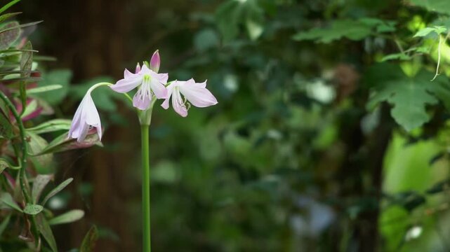 Crinum moura flowers bloom close-up, swaying in the wind against a dark garden background. High quality FullHD footage