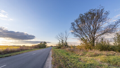 Naklejka premium Road with a tree on the side of it