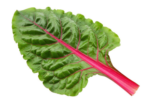 Isolated red stemmed chard, fresh organic swiss chard, vegetarian diet, leafy green vegetable