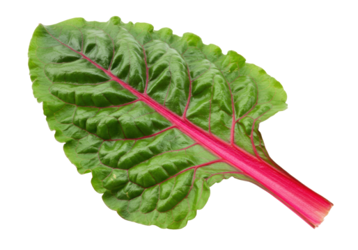 Isolated red stemmed chard, fresh organic swiss chard, vegetarian diet, leafy green vegetable