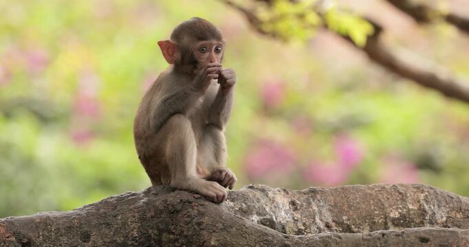Macaques in nature. Macaques constitute a genus (Macaca) of gregarious monkeys. Macaques are found in a variety of habitats throughout the Asian continent and are highly adaptable.