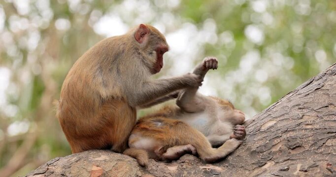 Macaques in nature. Macaques constitute a genus (Macaca) of gregarious monkeys. Macaques are found in a variety of habitats throughout the Asian continent and are highly adaptable.