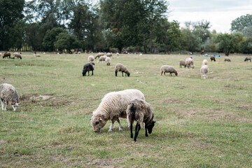 Fototapeta premium Mixed sheep flock grazing freely in an open pasture surrounded by forest edge. Rotational grazing, soil regeneration, pasture health, livestock sustainability