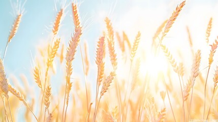Serene rural scenery with golden wheat fields