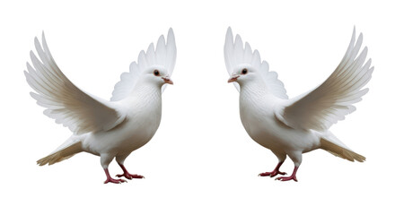 Obraz premium Two White Doves With Crested Feathers Standing Side By Side Isolated On A Transparent Background