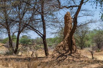 Termitière dans la savane en Afrique australe