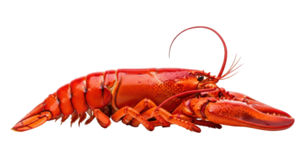 A Bright Red Lobster Isolated On transparent Background