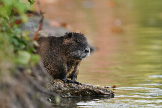 Coypu (Myocastor coypus) in the nature habitat. nutria swimming in the water.