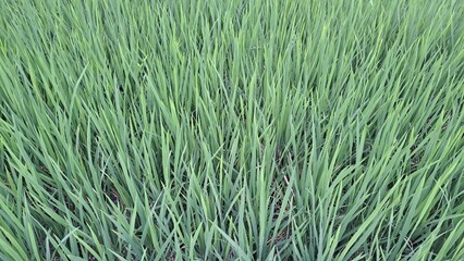 green grass background