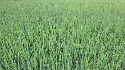 green grass background