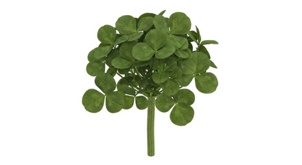 Isolated bushy shamrock plant, lush lucky charm, fresh clover, St Patrick's Day celebration