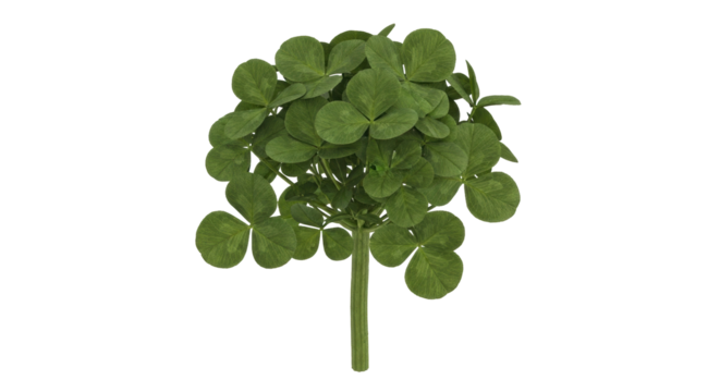 Isolated bushy shamrock plant, lush lucky charm, fresh clover, St Patrick's Day celebration