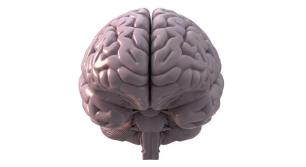 Isolated Human Brain Anatomy, Model of Brain Health, Memory, Learning, Mental Function