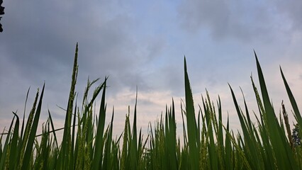 green grass in the wind