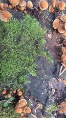 water drops on a wooden surface