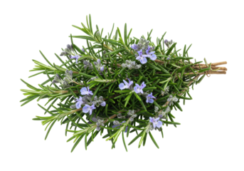 Isolated blooming rosemary sprig, fragrant herb for flavoring and culinary use, raw food