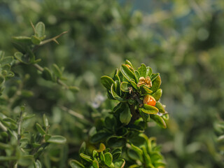 African Boxthorn Coastal Prolific Weed