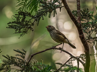 Brown Thornbill Acanthiza Pusila In Wattle