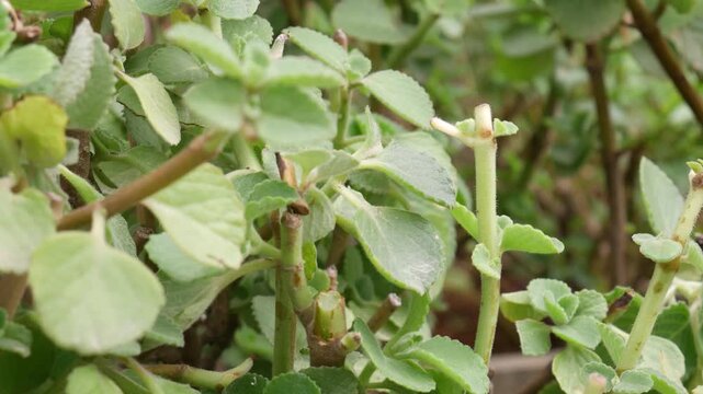 Oregano Leaves.