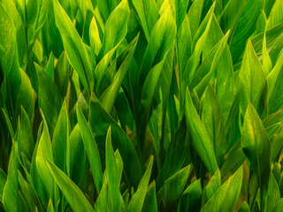 Massed Bright Green Lily Leaves