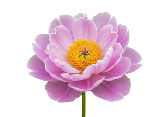 Isolated beauty of a delicate pink peony flower in full bloom, a symbol of grace and elegance