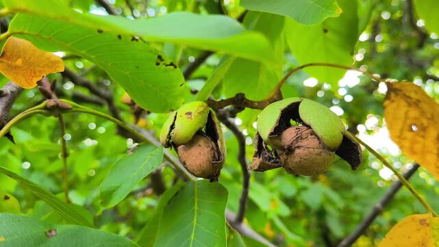 Close-up of two ripe walnuts splitting open on a branch among green and yellow leaves, showing the natural texture and seasonal transition of early autumn.