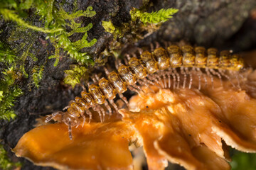 Close up of a native new zealand centipede on a mossy log