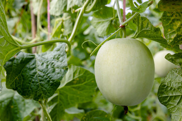 water gourd or vegetable gourd plant, young plants, winter melon garden, wax gourd farm nature, marrow organic in the plantation, ash gourd farming, home gardening tropical of asian