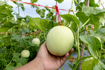 water gourd in hand holding, vegetable gourd plant, young plants, winter melon garden, wax gourd farm nature, marrow organic in the plantation, ash gourd farming, home gardening tropical of asian