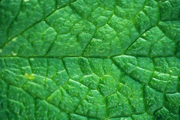Green Leaf Texture as Background