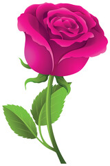 pink rose isolated
