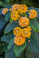 Closeup vertical view of bright orange and yellow clusters of flowers of lantana camara shrub aka common lantana blooming in garden