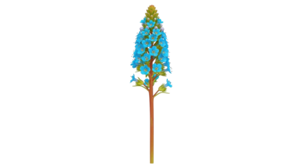 Isolated echium simplex flower, single stem with blue blossoms, plant on its own with no background
