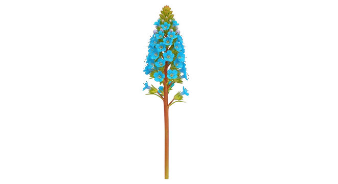 Isolated echium simplex flower, single stem with blue blossoms, plant on its own with no background