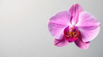 Obraz premium A captivating and exquisitely delicate pink orchid blossom gracefully unfurling its soft petals, revealing intricate natural beauty with a gentle radiance against a serene, light background.
