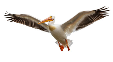 Isolated American white pelican spreads wings for landing, impressive migratory bird shot