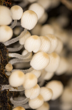 Close up of the mushroom Coprinellus disseminatus, commonly known as the fairy inkcap, fairy bonnet, or trooping crumble cap, it is a species of agaric fungus in the family Psathyrellaceae. It can be 
