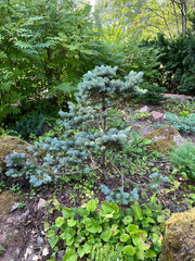 stream in the forest