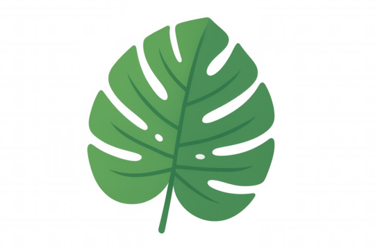 Tropical monstera deliciosa plant leaf with fenestrations, lush green foliage representing nature and exotic botany