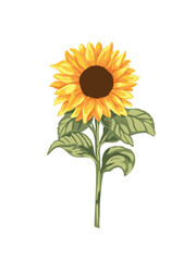 vector illustration  sunflower design