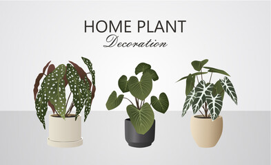 Modern Indoor Plants Collection for Home Decoration