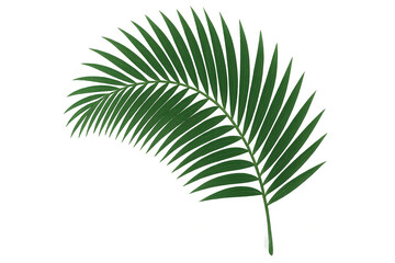Obraz premium Green palm frond element for design, summer botany background, tropical leaf transparent object