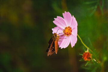 Close-up of a brown butterfly feeding on the nectar of a pink Cosmos flower in a summer garden.