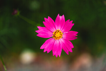 Vibrant magenta Cosmos flower with unique serrated petals blooming in a garden, top-down macro shot.