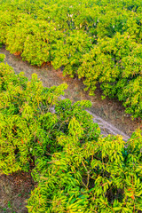 Mango orchards are blossoming in the fruit season of Thailand.